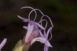 Chapman's blazing star